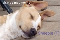 SHEEPIE